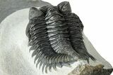 Detailed Coltraneia Trilobite Fossil - Huge Faceted Eyes #311685-4